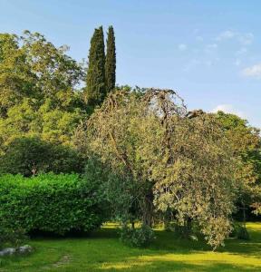 un grupo de árboles y arbustos en un campo en La Residenza del Centro, en Padenghe sul Garda