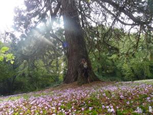 Zdjęcie z galerii obiektu Manoir près de La Baule w mieście Saint-Lyphard