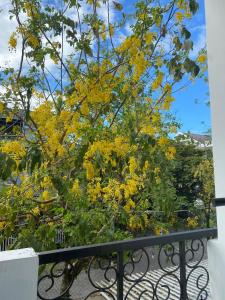 廣義省的住宿－Aurora Homestay Quảng Ngãi，阳台上的黄色花树