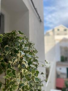 a green plant on the side of a building at ViesteRooms in Vieste