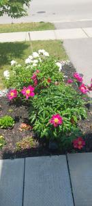 różowe kwiaty w ogrodzie w obiekcie Jahsavvy's Nest w mieście Hamilton