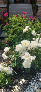 un ramo de flores blancas en un jardín en Jahsavvy's Nest en Hamilton