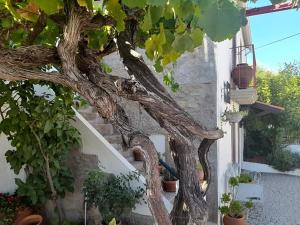 a branch of a tree next to a building with potted plants at Casa do Alfaiate in Chãos