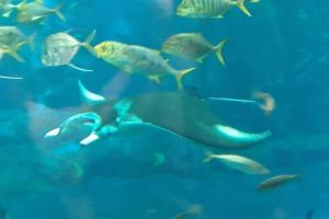 a large group of fish in an aquarium at la grange in Offrethun +32 photos