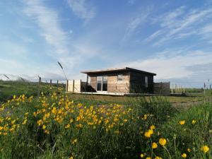 eine kleine Hütte auf einem Feld gelber Blumen in der Unterkunft Blackwood cottage near Geysir in Reykholt