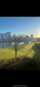 een boom in het midden van een veld bij Glasgow SECC Hydro River View in Glasgow