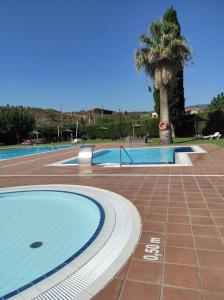uma piscina com uma palmeira ao fundo em Ca Serrulleta em Ascó