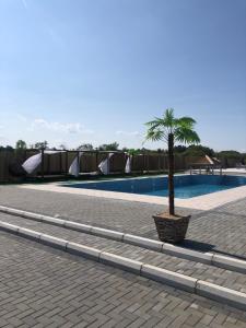 a palm tree in a basket next to a swimming pool at Sunset vila sa bazenom in Lebane