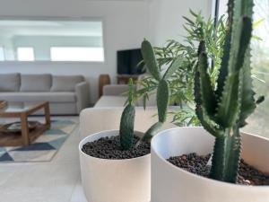 zwei Topfpflanzen auf einem Tisch im Wohnzimmer in der Unterkunft La Baie des 2 Caps in Tardinghen