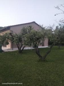 zwei Bäume im Gras vor einem Gebäude in der Unterkunft L olivo in Lucca