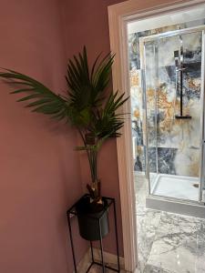 a plant sitting on a table next to a window at Mara Boutique Apartaments in Oldbury