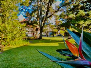 une cour verdoyante avec une plante dans l'herbe dans l'établissement Natur Hotel, à Gramado