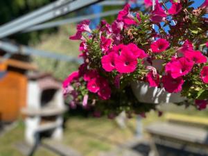 różowe kwiaty w wiszącym koszyku. w obiekcie Ferienwohnung Am Franziskanergarten w mieście Bad Tölz