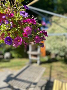 バート・テルツにあるFerienwohnung Am Franziskanergartenの紫色の花束