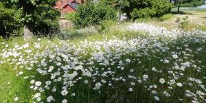 um campo de flores brancas e azuis em um campo em Ferienwohnung Bänsch em Weischlitz