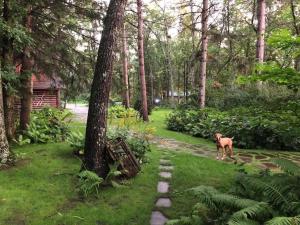 un perro parado en la hierba junto a un árbol en Welcome to Lookout Estates, en Cross Lake