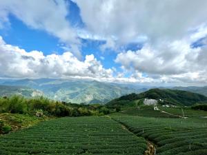 a field of tea plantations with mountains in the background at 紫龍星空民宿 in Leye