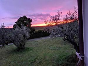 um pôr-do-sol sobre um pomar de maçãs com árvores num campo em L'Orto sul Poggio em Sutri