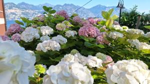 a bunch of flowers with mountains in the background at B&B Casa Sartori in Malcesine