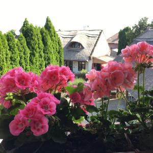 a bunch of pink flowers in front of a house at Kékmadaras Vendégház Tihany in Tihany