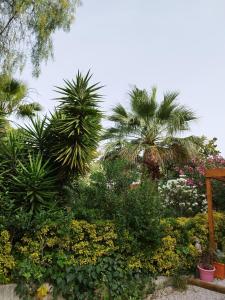 un jardín con palmeras y otras plantas en studiobarbara, en Antibes