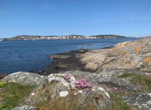 Björkö的住宿－Hamnhuset Björkö，水边岩石上的一束花