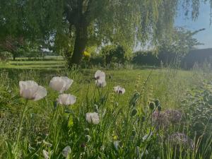 un campo de flores blancas con un árbol en el fondo en Cottage 7 mins from Henley with gated parking en Henley on Thames
