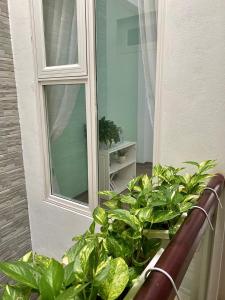 un groupe de plantes assis à côté d'une fenêtre dans l'établissement Green Homestay, à Hanoï