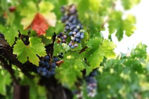 a bunch of grapes hanging from a tree at Churon Inn Winery in Temecula