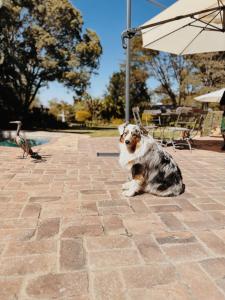 un perro sentado en el suelo junto a un paraguas en Malcolm Lodge, en Kingsmead