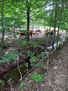 a herd of cows walking through a forest at Fredmans skäralids nationalpark in Ljungbyhed