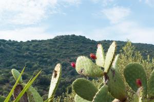 a cactus with a mountain in the background at Sa Guardia de Ferricci in Solanas
