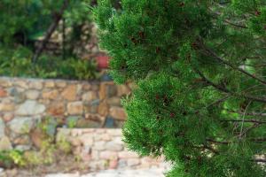 a green pine tree with red berries on it at Sa Guardia de Ferricci in Solanas