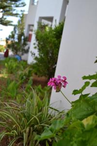 una flor rosa en un jardín frente a un edificio en Palladion, en Adelianos Kampos