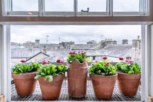 een groep potplanten op een vensterbank bij Royal View Apartments in Kirkby Lonsdale