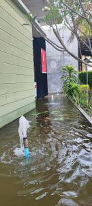 un perro en el agua con una bola en la boca en Mila Garden, en Roi Et