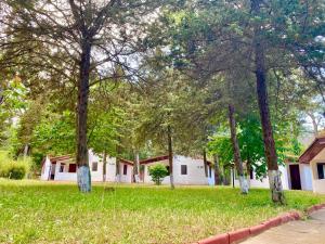 a group of trees in a grassy yard at Complex Holiday Neptun in Neptun