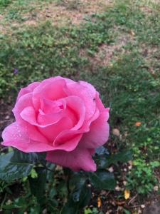 Eine rosa Rose mit Regen darauf in der Unterkunft L’ABSINTHE 