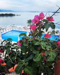 Kommeno Bay Apartments في مدينة كورفو: النباتات بالورود الزهرية أمام حمام السباحة