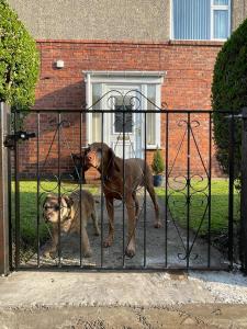 two dogs standing in front of a gate at Sandpiper in Hartley