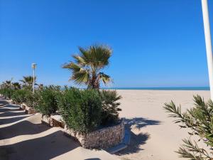 una fila di palme su una spiaggia sabbiosa di Cavatelli a Petacciato