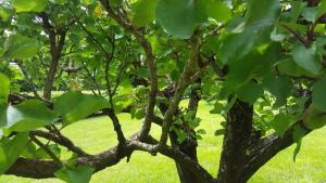 a tree with green leaves on a field of grass at Quinta de Santa Clara in Ponta Delgada