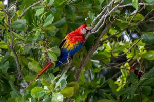 een kleurrijke vogel op een boomtak bij Fuego del Sol Beachfront Hotel in Jacó