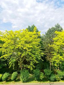 eine Gruppe von Bäumen mit gelben Blättern darauf in der Unterkunft Best Time In Graz in Graz