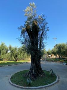 un albero in mezzo a una strada di Casa Vacanze La Selva a Sonnino