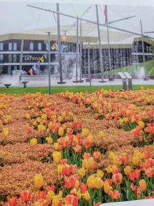 a field of flowers in front of a building at SMILE in Ventspils