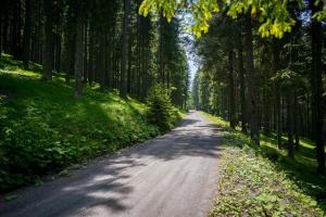 una carretera en medio de un bosque con árboles en MOOKI Mountain & Pool Gerlitzen Apartment, en Kanzelhöhe