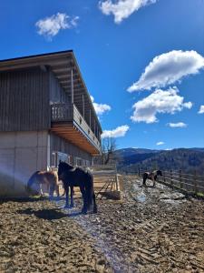 a group of horses standing in front of a building at Erlebnisbauernhof Gutschi Ranch in Kamp