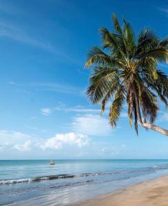a palm tree on a beach with the ocean at Pousada Vila do Alto in Japaratinga +5 photos