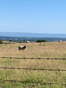 布里真德的住宿－Tal-y-fan farm (7m luna tent)，一群羊在围栏后面的田野里放牧